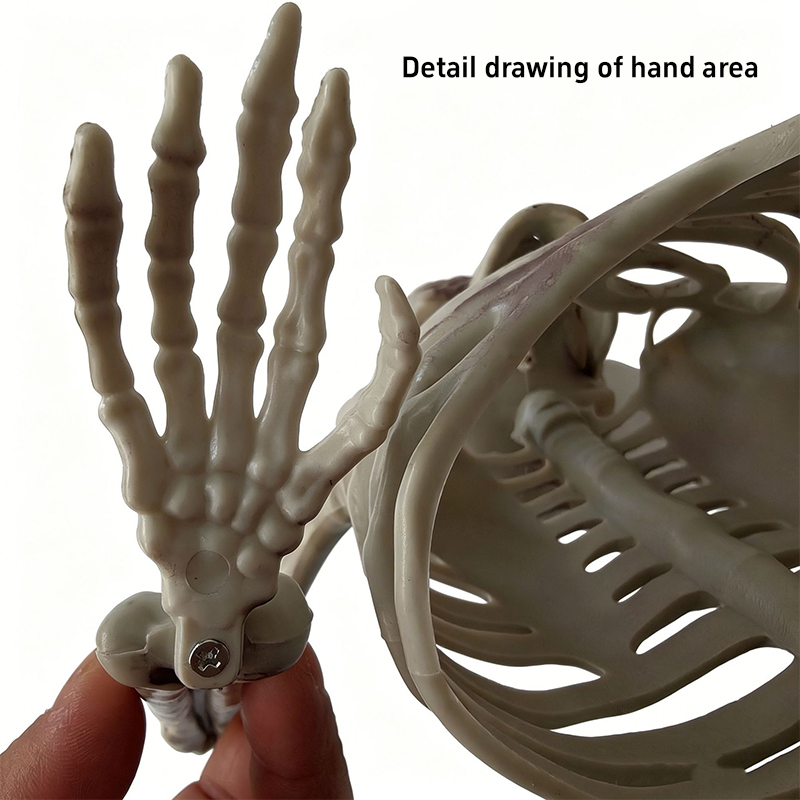 Horror Half Skeleton Skull Orn - Halloween Skeleton Decoration review and price